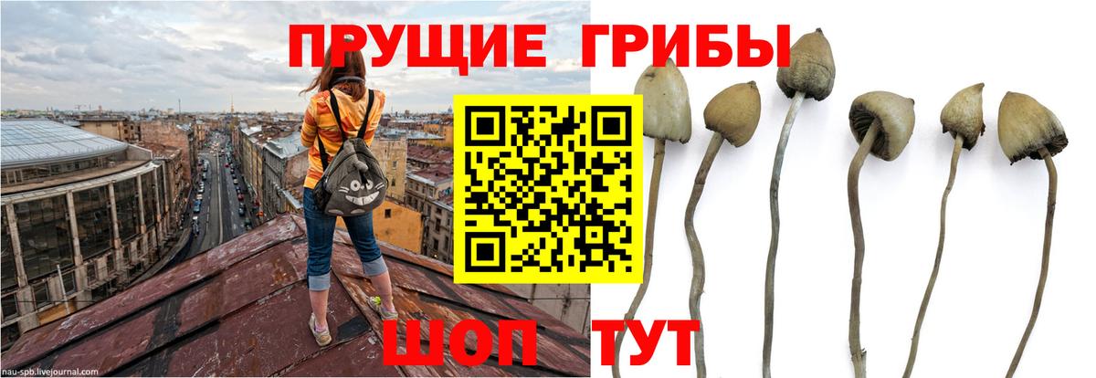 купить   Вход с VPN  Псилоцибиновые грибы Psilocybine cubensis  Белореченск  Галлюциногенные грибы Magic Shrooms 